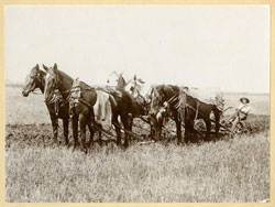 5 horse team plowing
