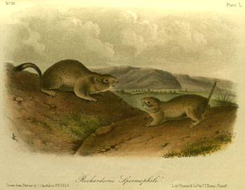 Audobon plate of Richardson's Ground Squirrel