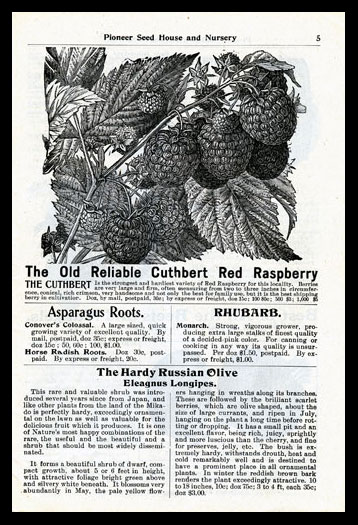 The Old Reliable Cuthbert Red Raspberry