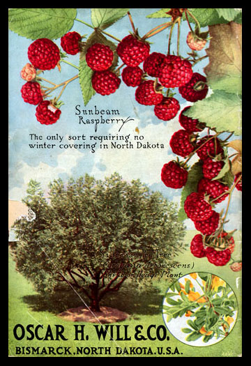 1918 Will's Seed Company Catalog Back Cover