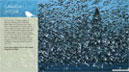 Birds of ND, Panel Example One thumbnail