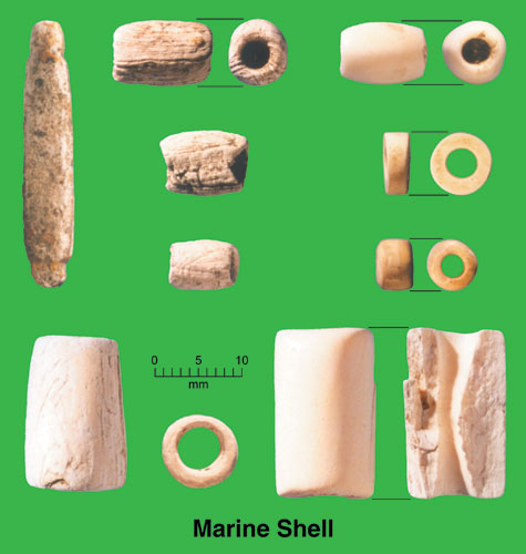Marine Shells