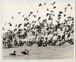 Game Birds in Pond