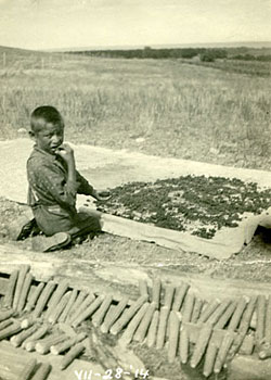 Edward Goodbird's son spreading corn