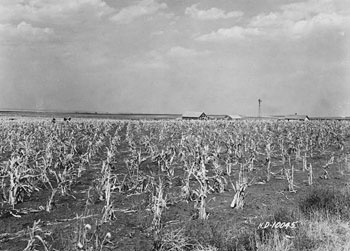 Dried up corn stalks caused by drought