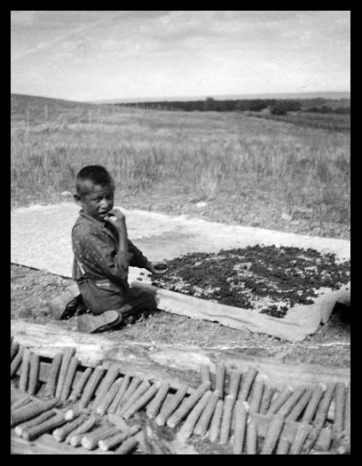 Edward Goodbird's son spreading corn