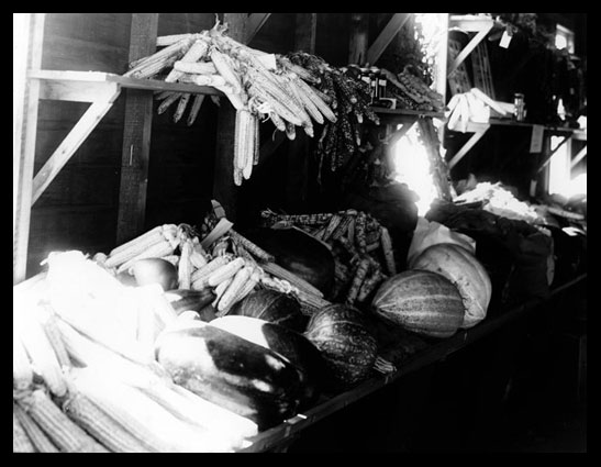 Vegetable exhibit at Standing Rock Fair