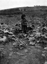 Young Boy Gathering Squash