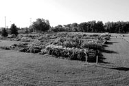 Bismarck Community Garden