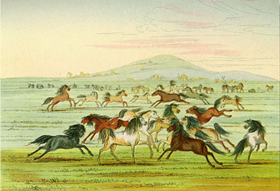 Catlin horses sketch