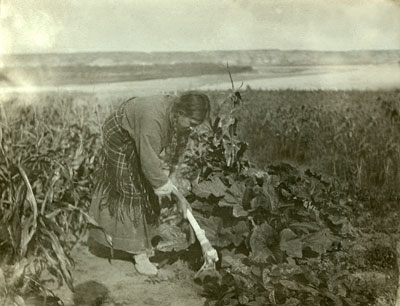 Traditional Gardening