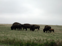 Pembina Bison