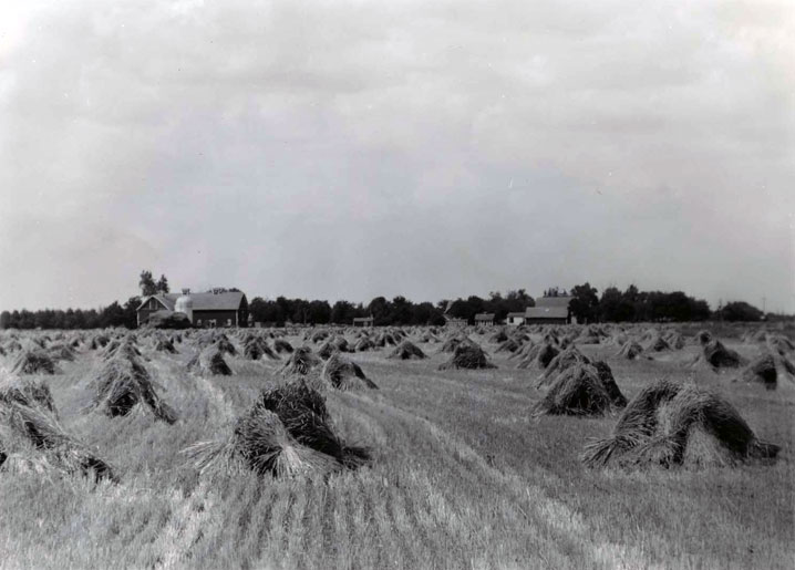 Grain Shocks