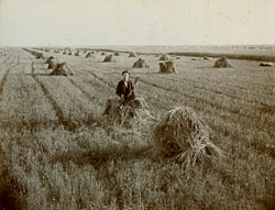 shocks of wheat in field