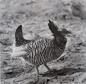 greater prairie chicken