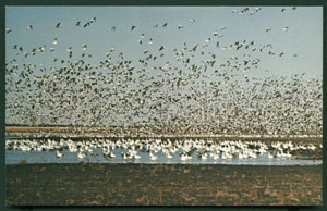 Snow Geese